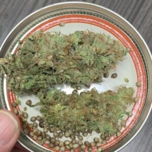 Visioncreator's Robert's Creek Congo S1 seeds