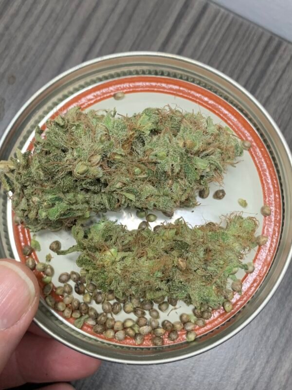 Visioncreator's Robert's Creek Congo S1 seeds