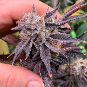 Seeds - Elite Clone S1's & Elite x Elite hybrids